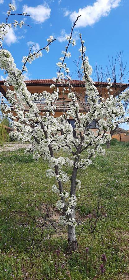 Gîte pour 2 personnes, avec jardin et vue sur le lac ainsi que vue et piscine, adapté aux familles en Roumanie - 2