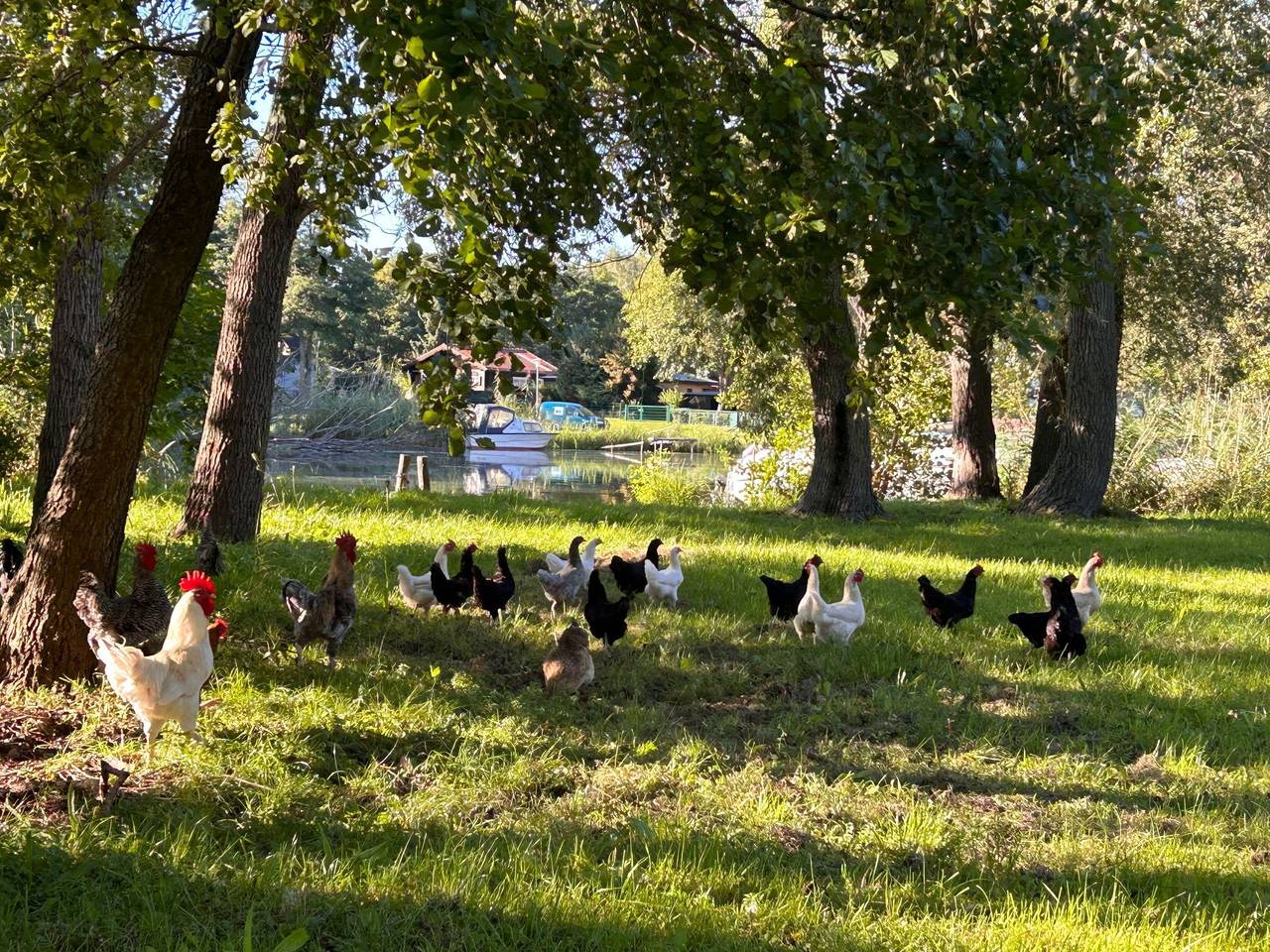 am Schwielochsee, foto 11