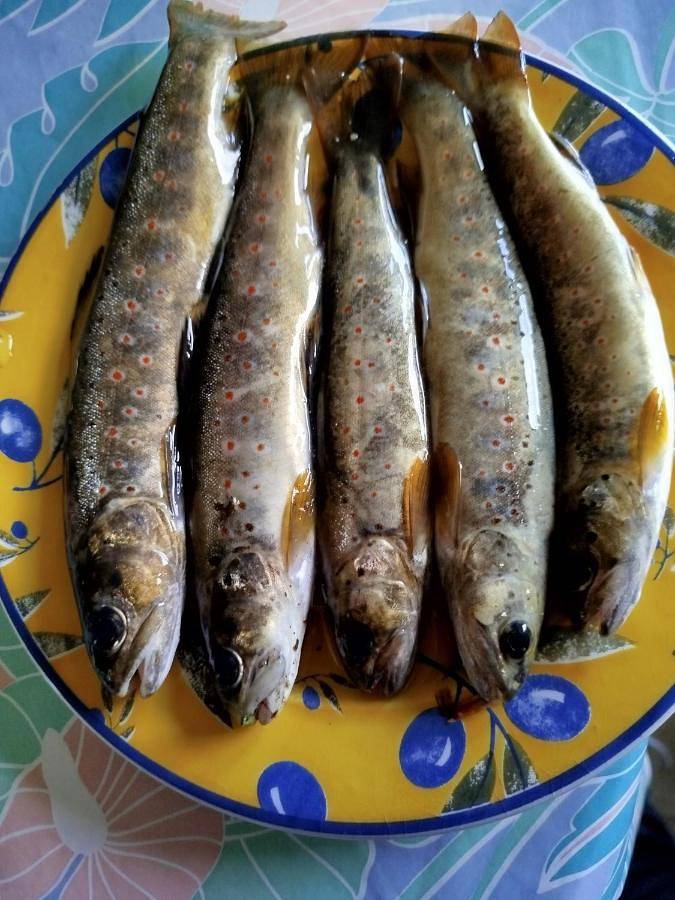 Location de vacances pour 2 personnes, avec vue et terrasse, animaux acceptés à Saint-Maurice-de-Ventalon - 2