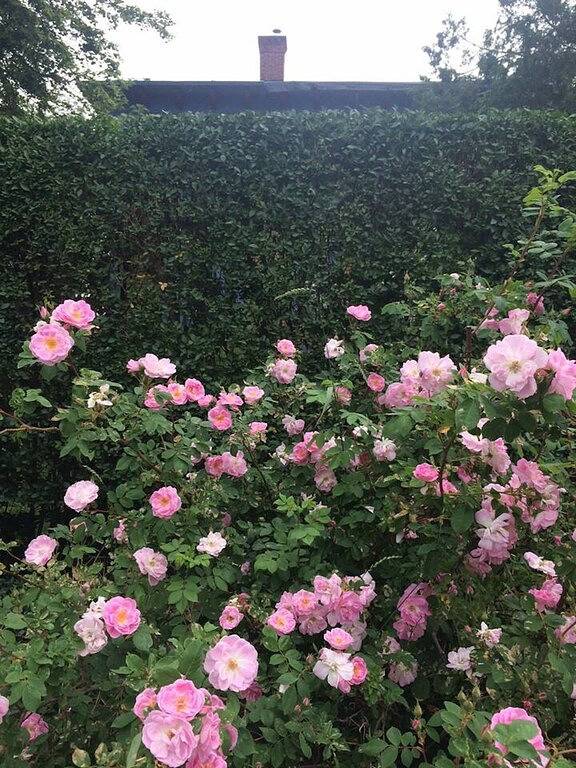 Ganze Wohnung, Historic Italianate second floor apt in the heart of historic village in Bristol County