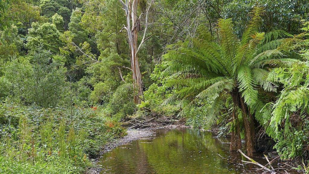 Ein Wenig Paradiseinsatz - Erstaunliche Weitere Einstellungen in Skenes Creek, Colac Otway Shire