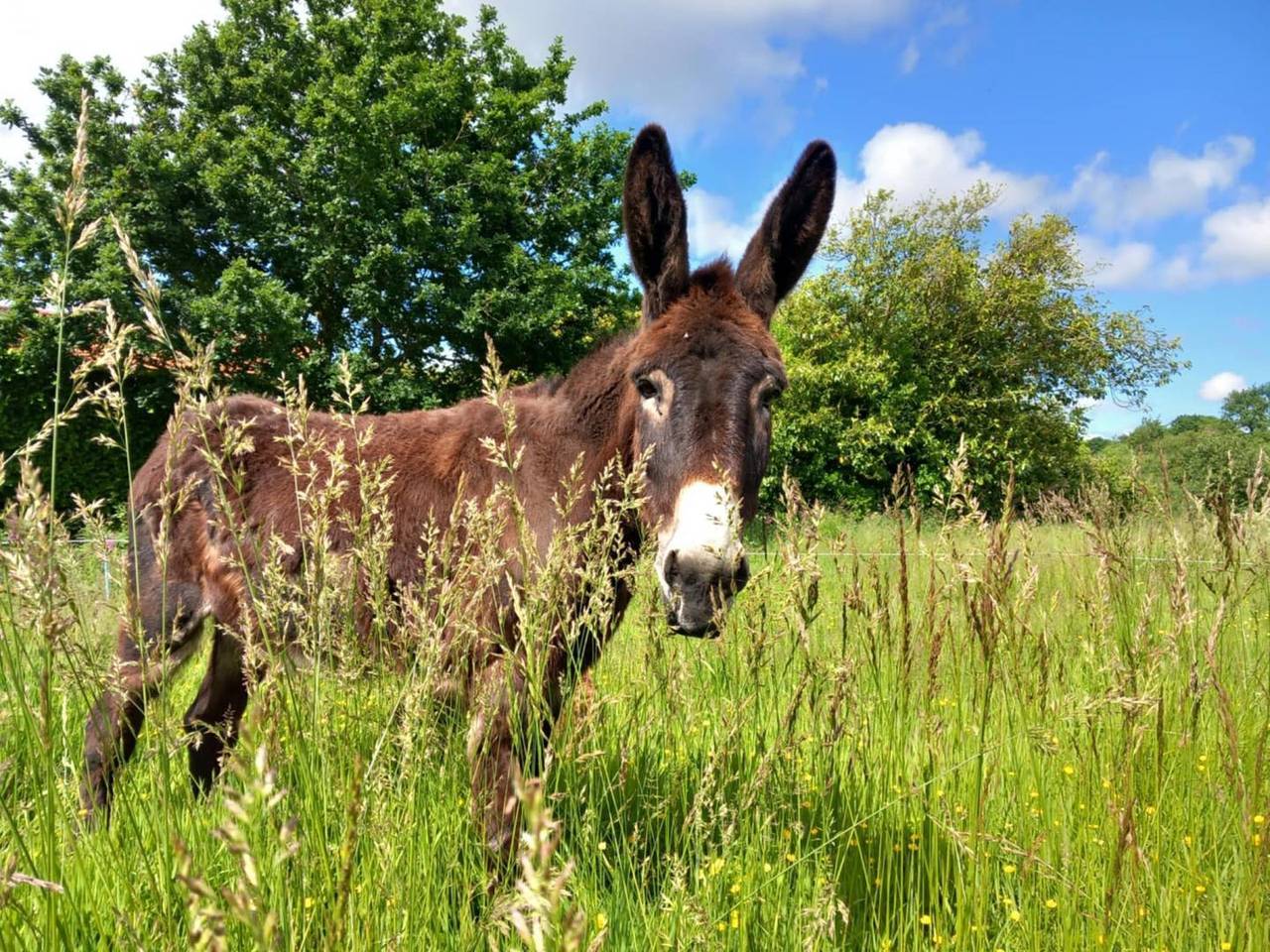La Tente in Ploumilliau, Ceinture Dorée