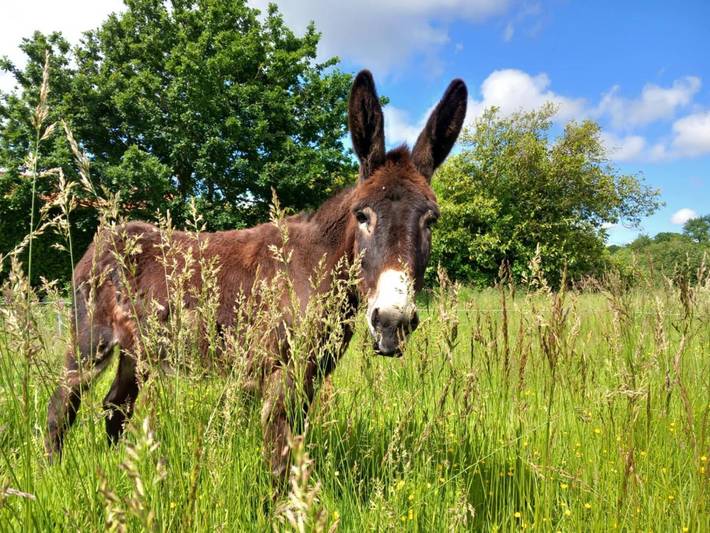 Location de vacances pour 2 personnes, avec jardin à Ploumilliau - 3