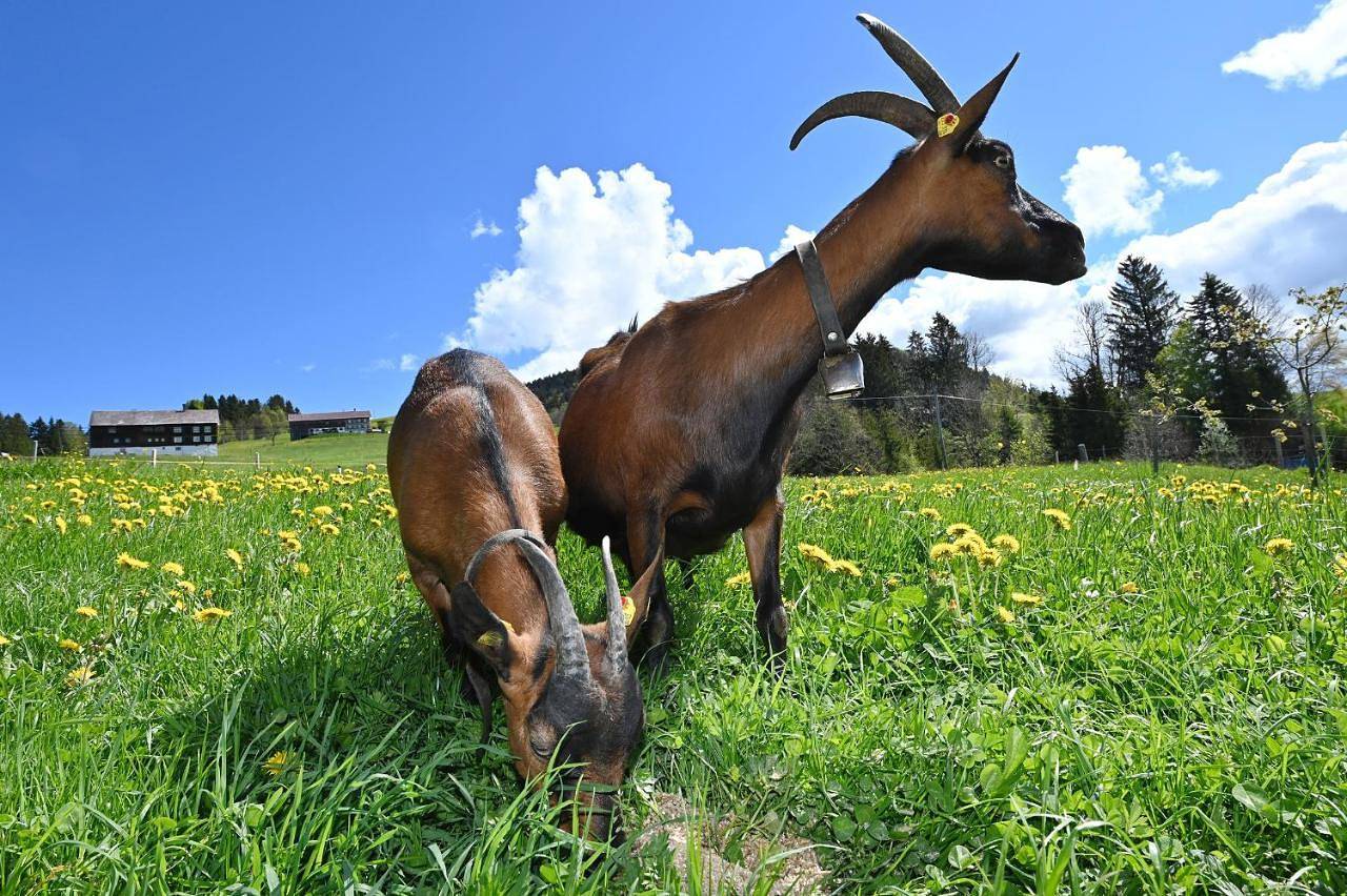 Ganze Wohnung, Bauernhof Bilgeri in Hittisau, Bodensee-Vorarlberg