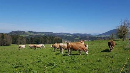 Bauernhof für 6 Personen in Fischbachau, Oberbayern, Bild 2