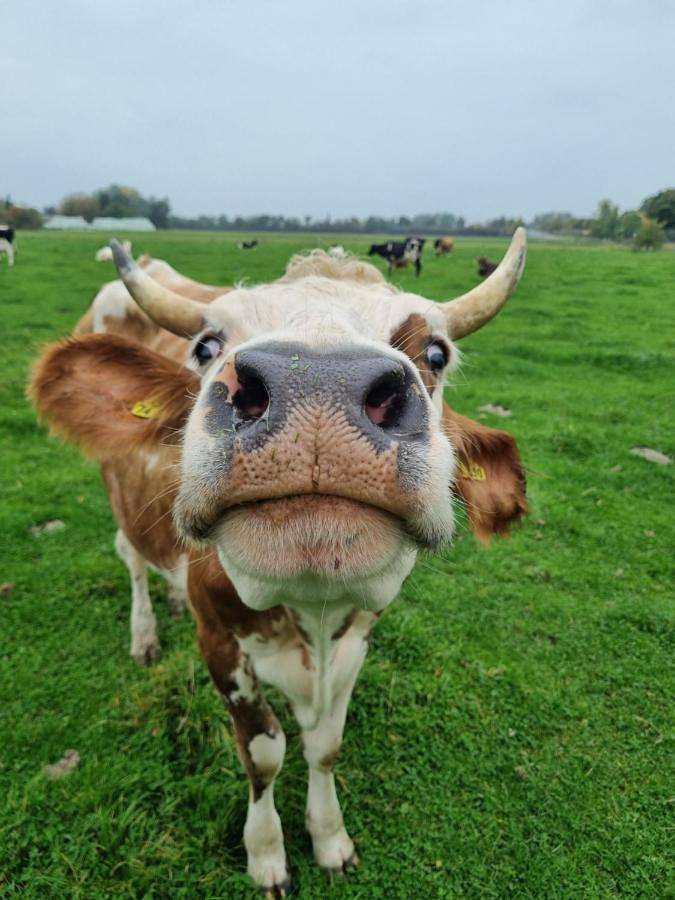 Ferienhaus für 11 Personen, mit Ausblick und Garten in Kevelaer - 3