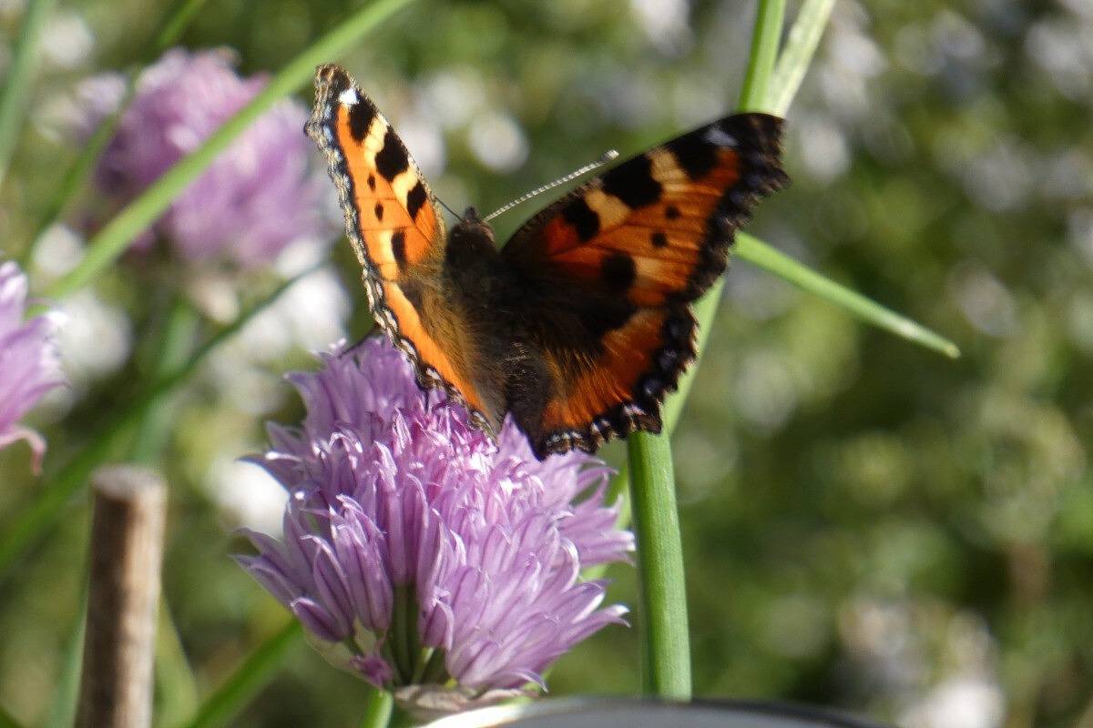 Ferienhaus für 8 Personen in Xonrupt-Longemer, Regionaler Naturpark Belchen der Vogesen