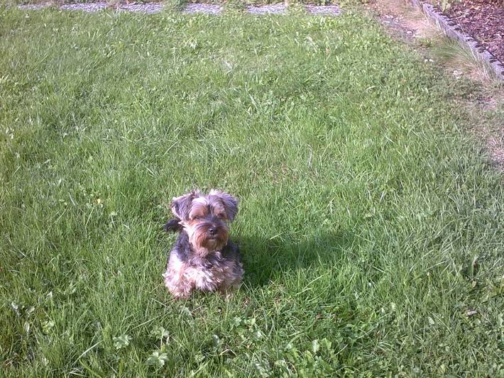 Hütte für 3 Personen, mit Garten und Terrasse, mit Haustier in Ruhpolding - 4