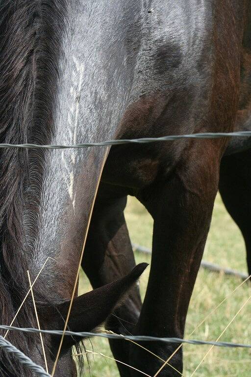 A peaceful one-bedroom house next to the Bitterroot Mountains in Ravalli County