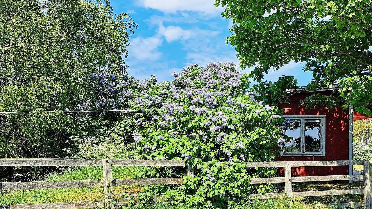 Ferienhaus für 4 Personen (25 m²) in Gotlands Tofta in Gotland