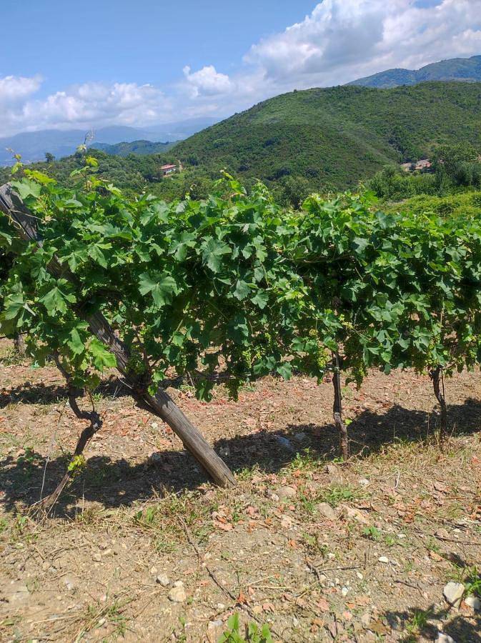 Tenuta del Bifan in Santa Marina, Cilento Coast