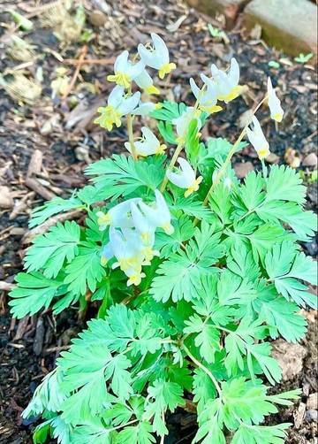 Vacation Home for 4 Guests in Maryland, USA, Picture 4