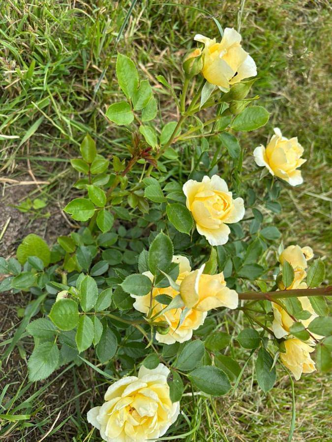 Location de vacances pour 15 personnes, avec vue et terrasse à Pierrefitte-en-Auge - 4