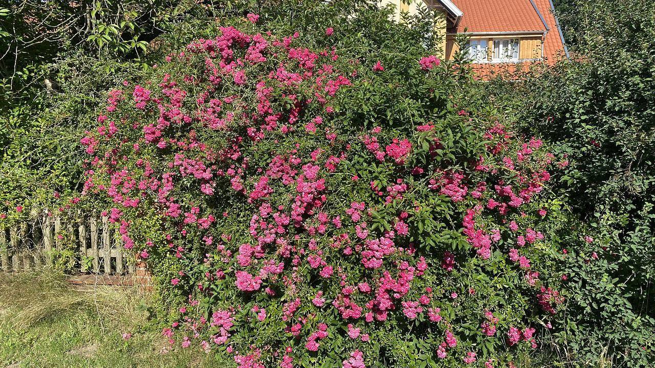 Ganze Ferienwohnung, Ferienwohnung für 2 Personen (55 m²) in Walsrode in Walsrode, Aller-Leine-Tal