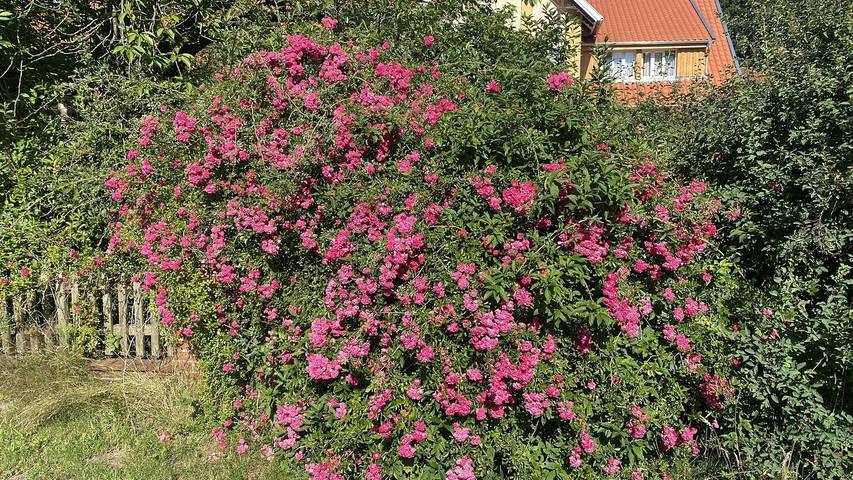 Bauernhof für 2 Personen, mit Terrasse und Garten in Walsrode