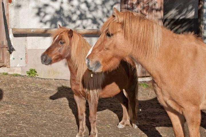 Bauernhof für 2 Personen, mit Garten in Mittlerer Schwarzwald - 3