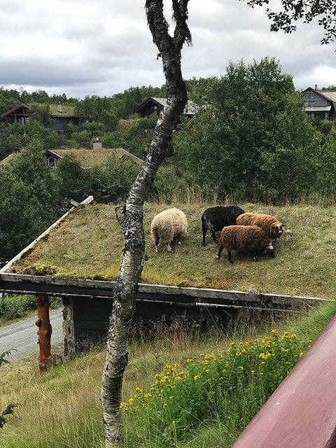 Authentische Hütte mit Blick auf Møsvann in Tinn