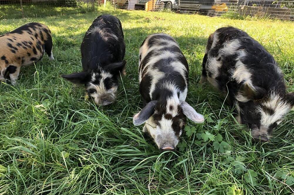 Apartamento de vacaciones Eschenz para 1 - 7 personas con 2 dormitorios - Casa rural in Eschenz, Lake Constance (Switzerland)