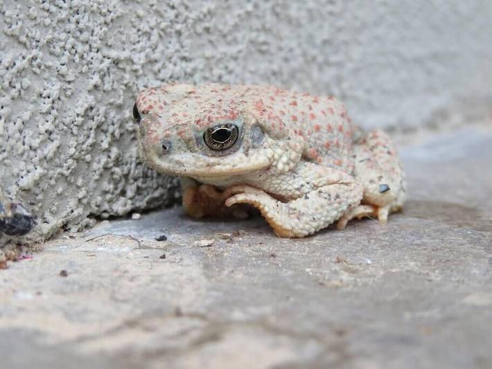 Vacation rental for 5 people, with balcony and yard in Big Bend National Park