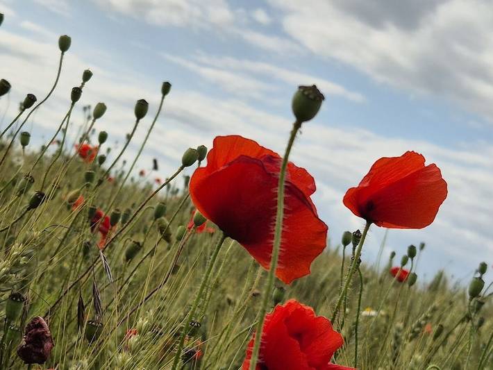 Ferienhaus für 6 Personen, mit Terrasse in Biendorf - 4