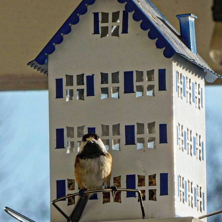 Ferienwohnung für 4 Personen, mit Terrasse und Garten, mit Haustier - 1