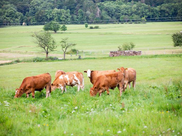 Bauernhof für 6 Personen, mit Balkon, kinderfreundlich an der Rhön - 4
