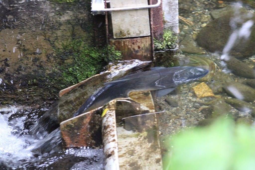 Creekside Cottage in der Nähe von Daniel's Lake in Kenai Peninsula