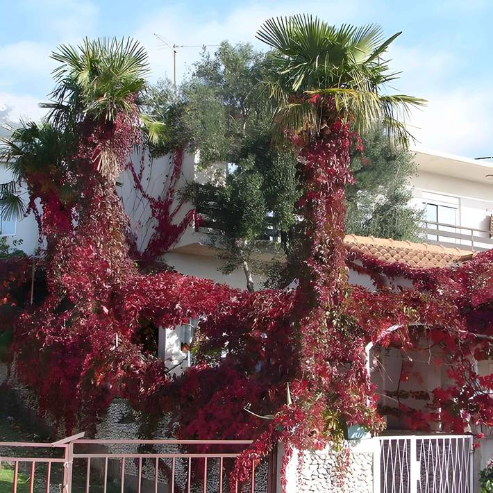 Ganzes Studio, Studio für zwei Personen  in Gradac, Makarska Riviera