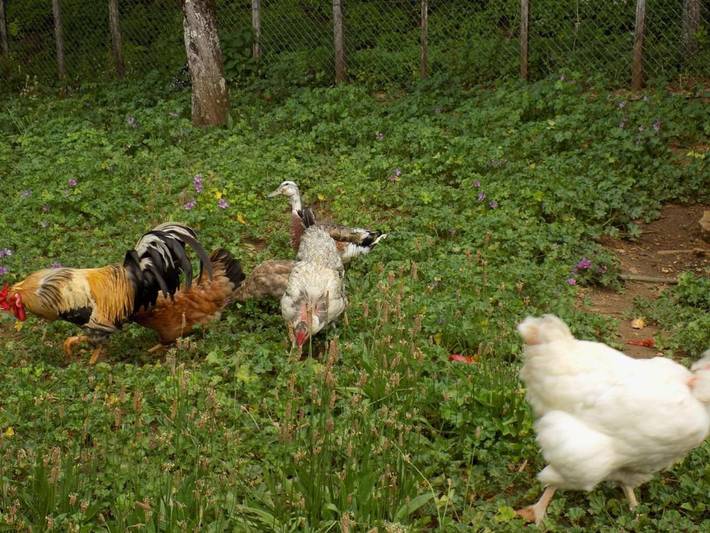 Location de vacances pour 5 personnes, avec jardin à Saint-Marcel-du-Périgord - 2