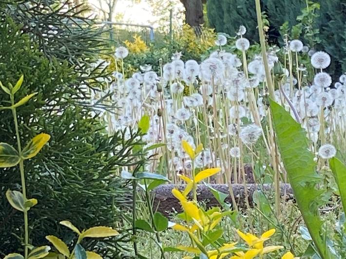 Ferienhaus für 3 Personen, mit Garten in Coburg - 4