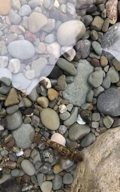 Love on the Lake – Romantic Lakefront Updated Cottage with Private Beach in Hamilton, Ontariosee (Kanada)