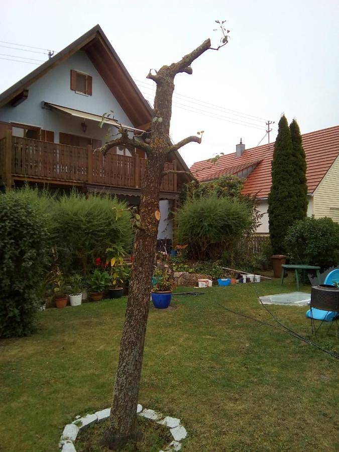 Ferienwohnung, mit Terrasse und Garten sowie Ausblick in Nördlingen - 2