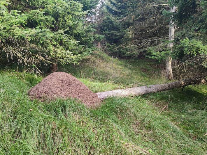 Ferienhaus für 6 Personen, mit Whirlpool und Sauna, mit Haustier in Løkken - 4