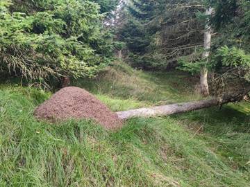 Ferienhaus für 6 Personen in Løkken, Dänemark an der Nordsee, Bild 3