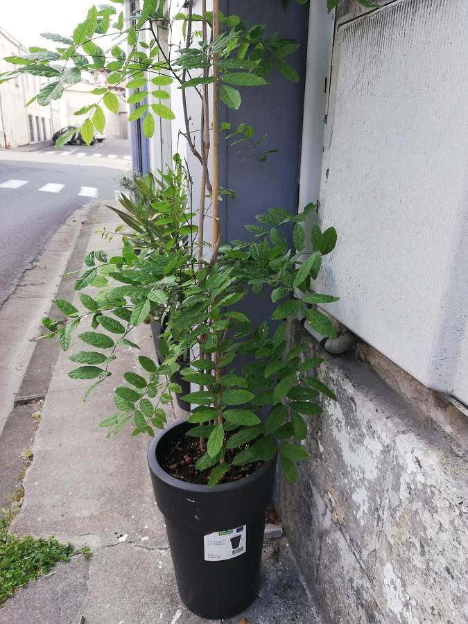 Location de vacances pour 4 personnes, animaux acceptés à Archiac - 2