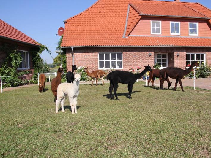 Reizende 1-Zimmer-Wohnung mit Terrasse in der Nähe des Thurower Sees in Carpin, Mecklenburg-Strelitz
