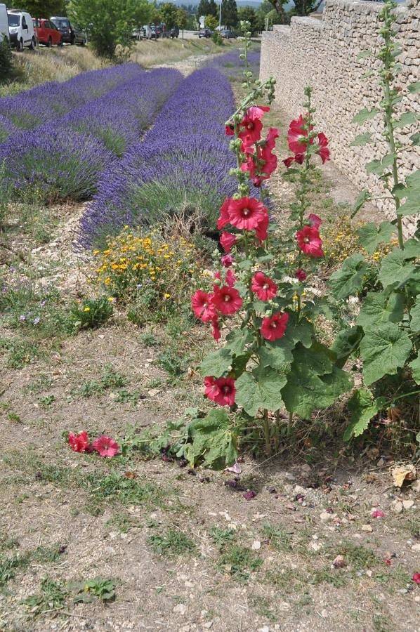 Gîte pour 4 personnes, avec jardin ainsi que terrasse et piscine à Revest-du-Bion - 4