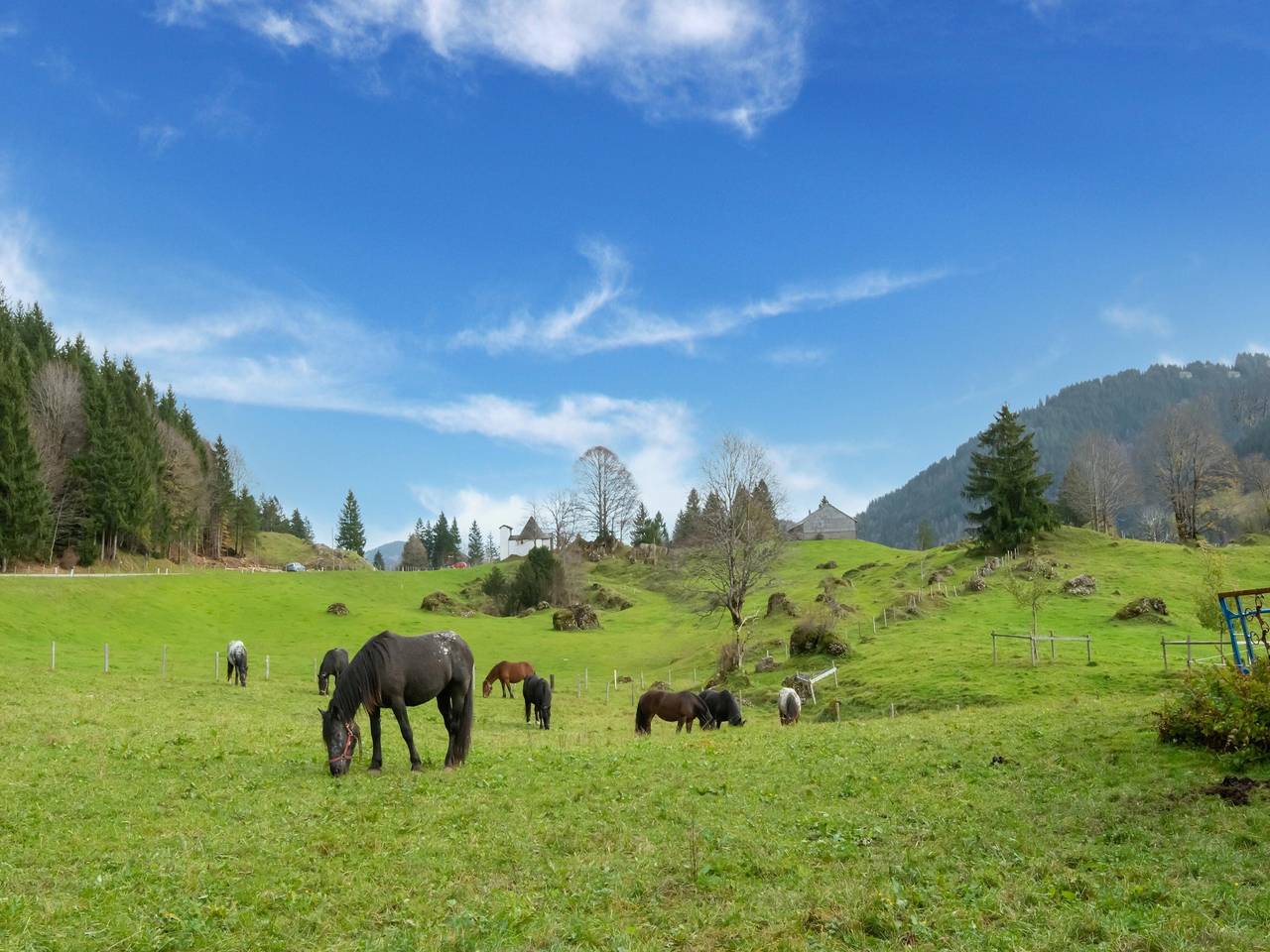 Ganze Wohnung, Hundefreundliche Ferienwohnung im Bregenzerwald in Sibratsgfäll, Bregenzerwald
