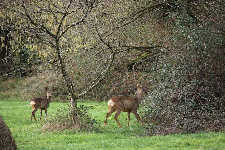 Gîte pour 6 personnes, avec terrasse ainsi que jacuzzi et piscine à Saint-Estèphe (Dordogne) - 4