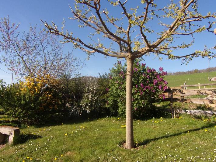 Gîte pour 4 personnes, avec jardin, animaux acceptés dans la Loire - 4