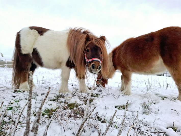 Bauernhof für 2 Personen, mit Pool und Sauna sowie Garten, kinderfreundlich im Allgäu - 2