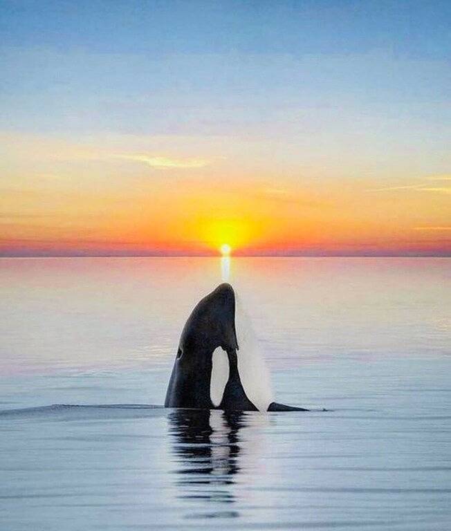 Ganze Wohnung, Alii Villas #332 Million Dollar Ocean View. Watch Dolphins, Coastal Vibes. in Komohana Kai, Kailua-Kona