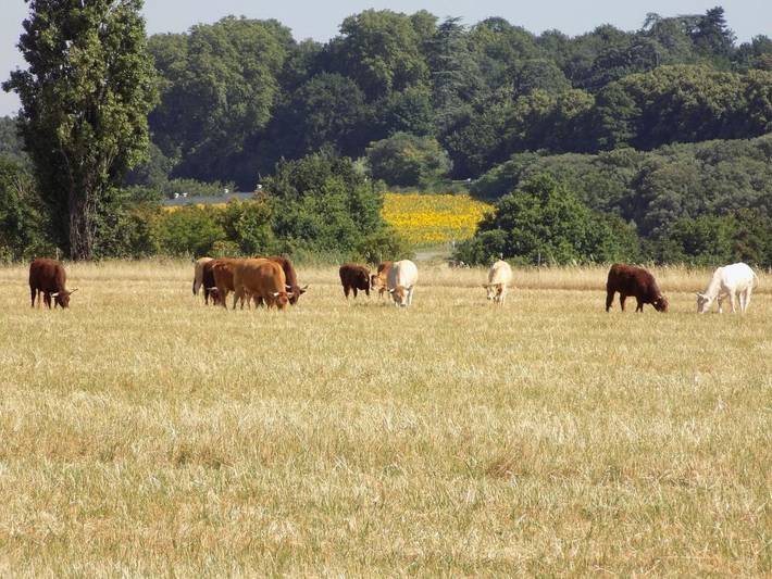 Location de vacances pour 3 personnes, avec vue et jardin à Bourg-lès-Valence - 4
