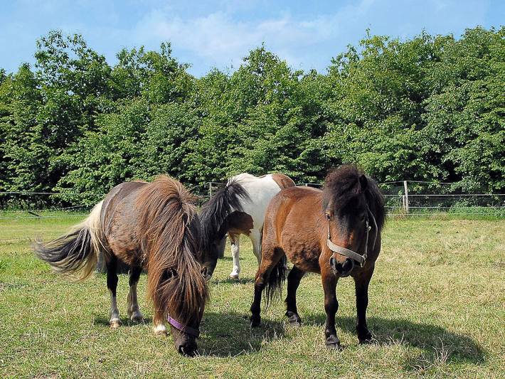 Ferienwohnung für 3 Personen, mit Balkon und Garten, kinderfreundlich in Landkreis Wittmund - 3