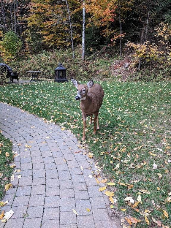 Hervorragendes Haus am Golfplatz mit 3 Bdrm 2 Bad in Mont-Tremblant