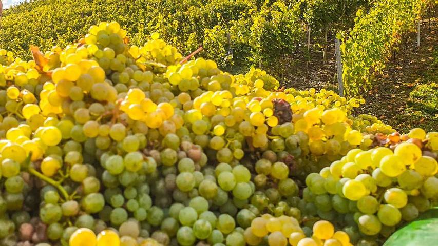 Ferienwohnung für 4 Personen, mit Garten in Piesport