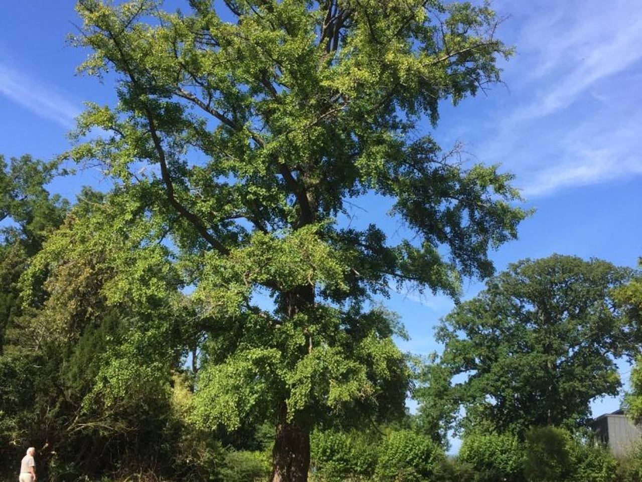 Ganze Ferienwohnung, Fewo Ginkgo, Wohnung 1 im Landhaus Ostseeblick in Bastorf, Neubukow-Salzhaff