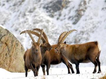 Appartamento per 8 Persone in Antey-Saint-André, Alpi Pennine, Foto 4