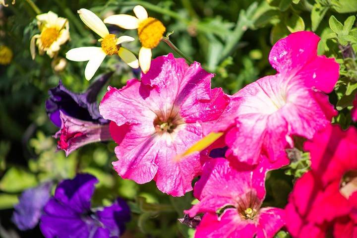 Vacation rental for 2 people, with pets in Leadville