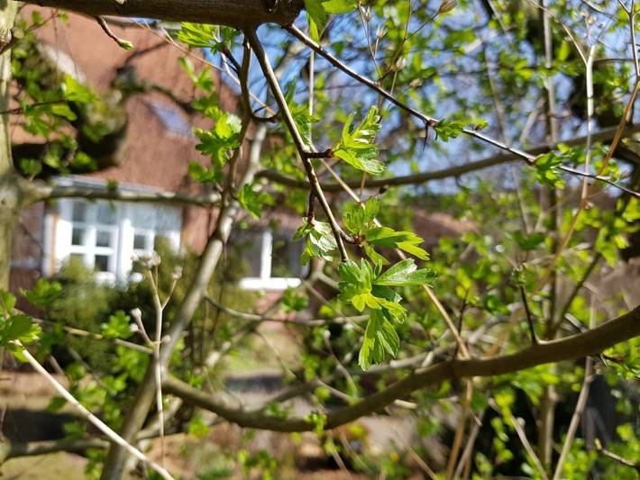 Ferienwohnung für 6 Personen, mit Terrasse und Garten in Tecklenburg - 2